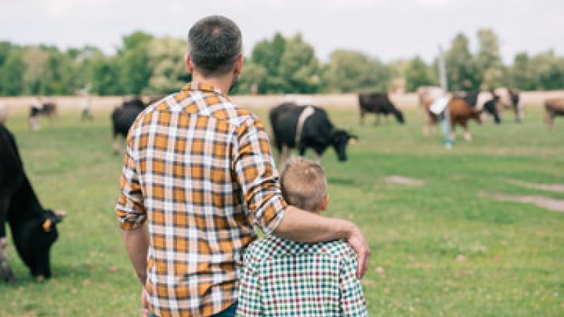 Father Son looking over cattle